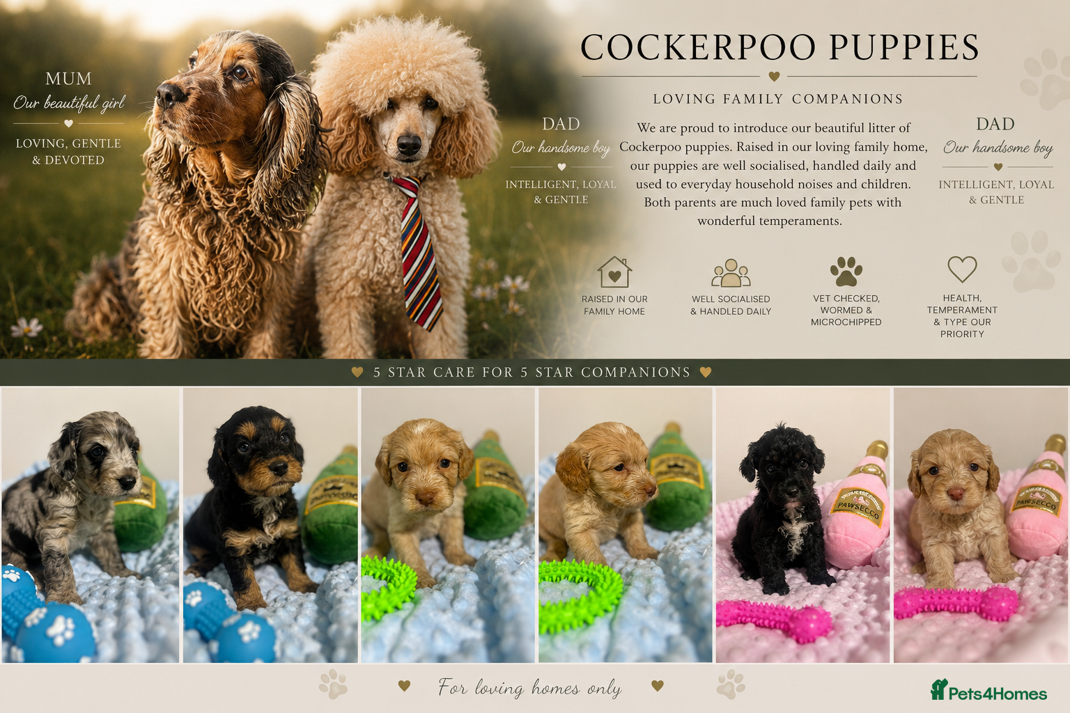 Cockapoo dogs ⭐️ BEAUTIFUL F1 TOY COCKAPOOS ⭐️ - Advert 1