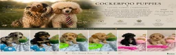 Cockapoo dogs for sale: ⭐️ BEAUTIFUL F1 TOY COCKAPOOS ⭐️ - Advert 1
