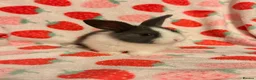 Dutch rabbits for sale: Dutch lops ready to reserve  - Advert 11