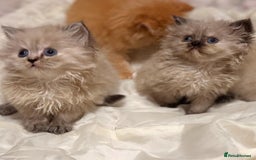 Mixed Breed cats for sale: Ragdoll X Persian kittens  - Image 18