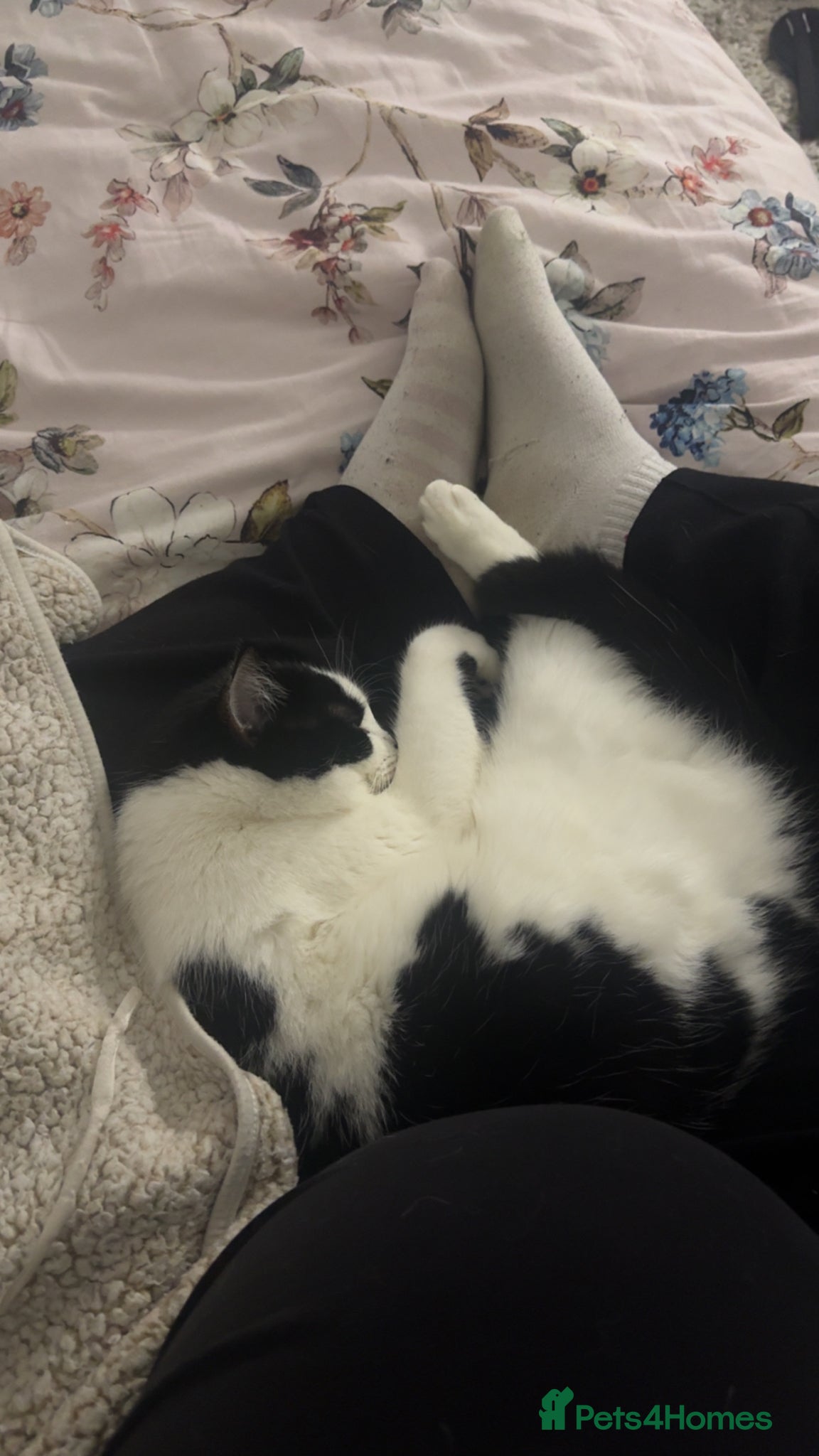Mixed Breed cats Black and white cat  - Advert 12