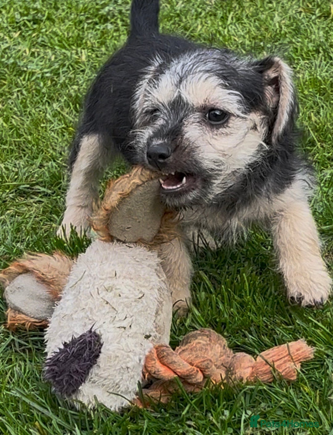 Jackapoo dogs for sale: Miniature Jackapoo  - Image 1