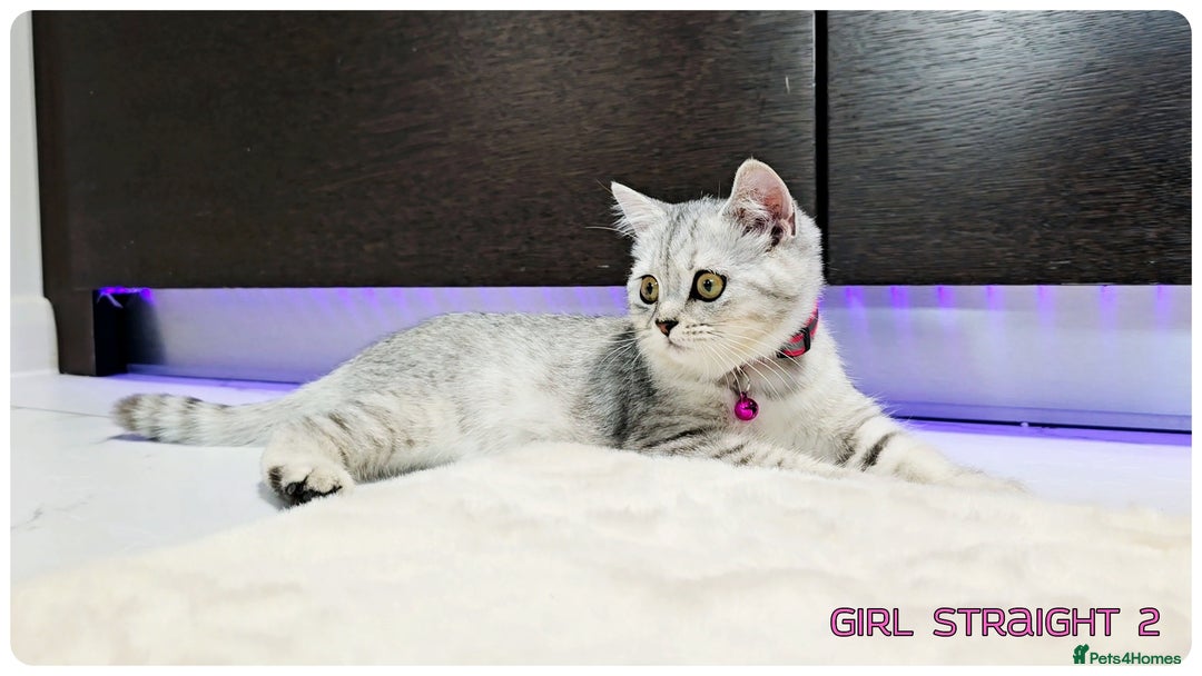 Scottish Fold cats for sale: Scotish Fold Kittens (Delivery available) - Image 10