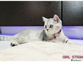 Scottish Fold cats - Advert 19