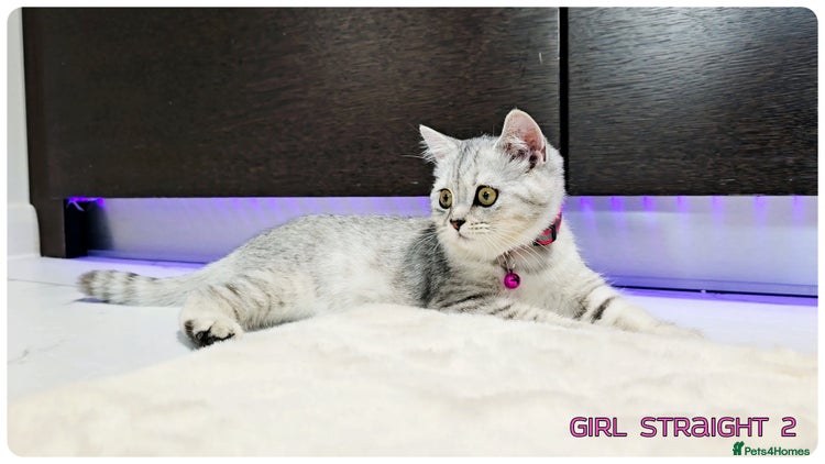 Scottish Fold cats - Advert 13