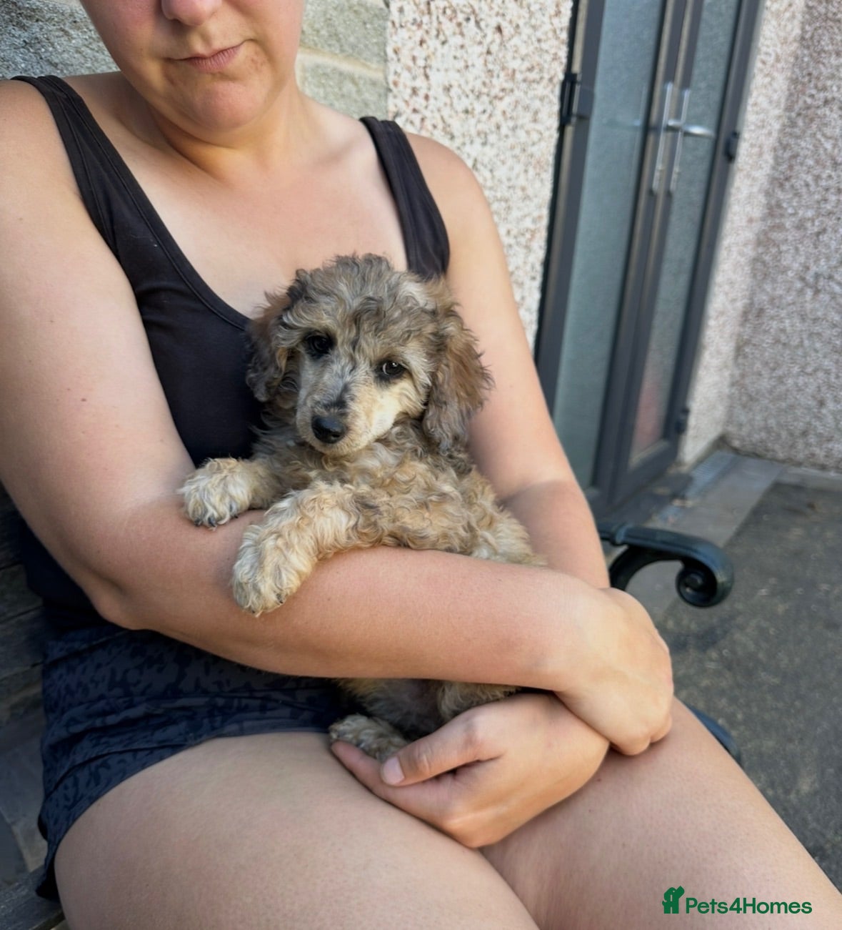 Miniature Poodle dogs 🌟miniature poodles ready now🌟 - Advert 1