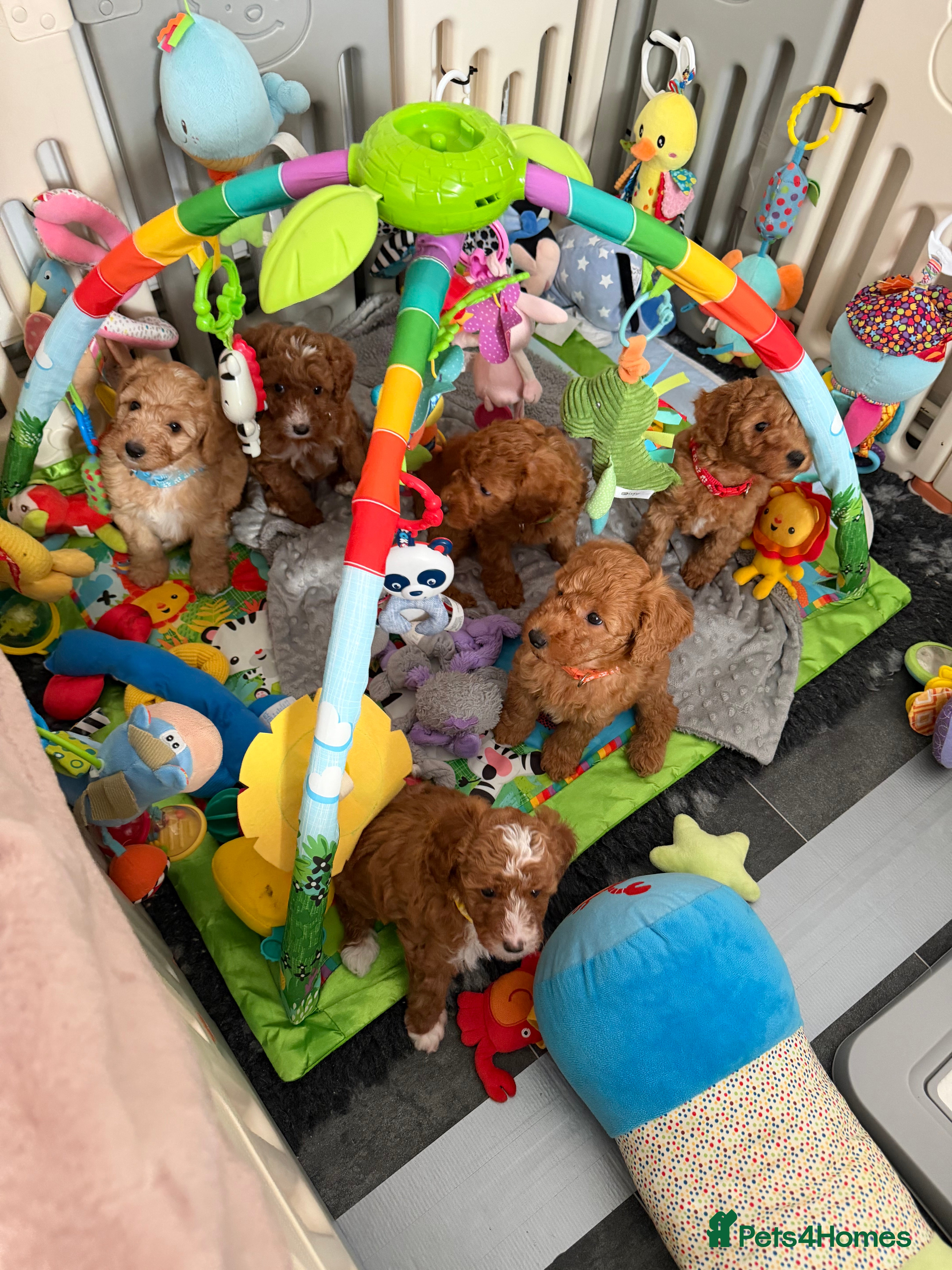 Australian Labradoodle dogs 🐾 Australian Labradoodle Health Tested 🐾 - Advert 5