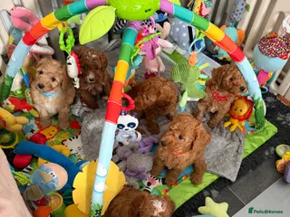 Australian Labradoodle dogs 🐾 Australian Labradoodle Health Tested 🐾 - Advert 5