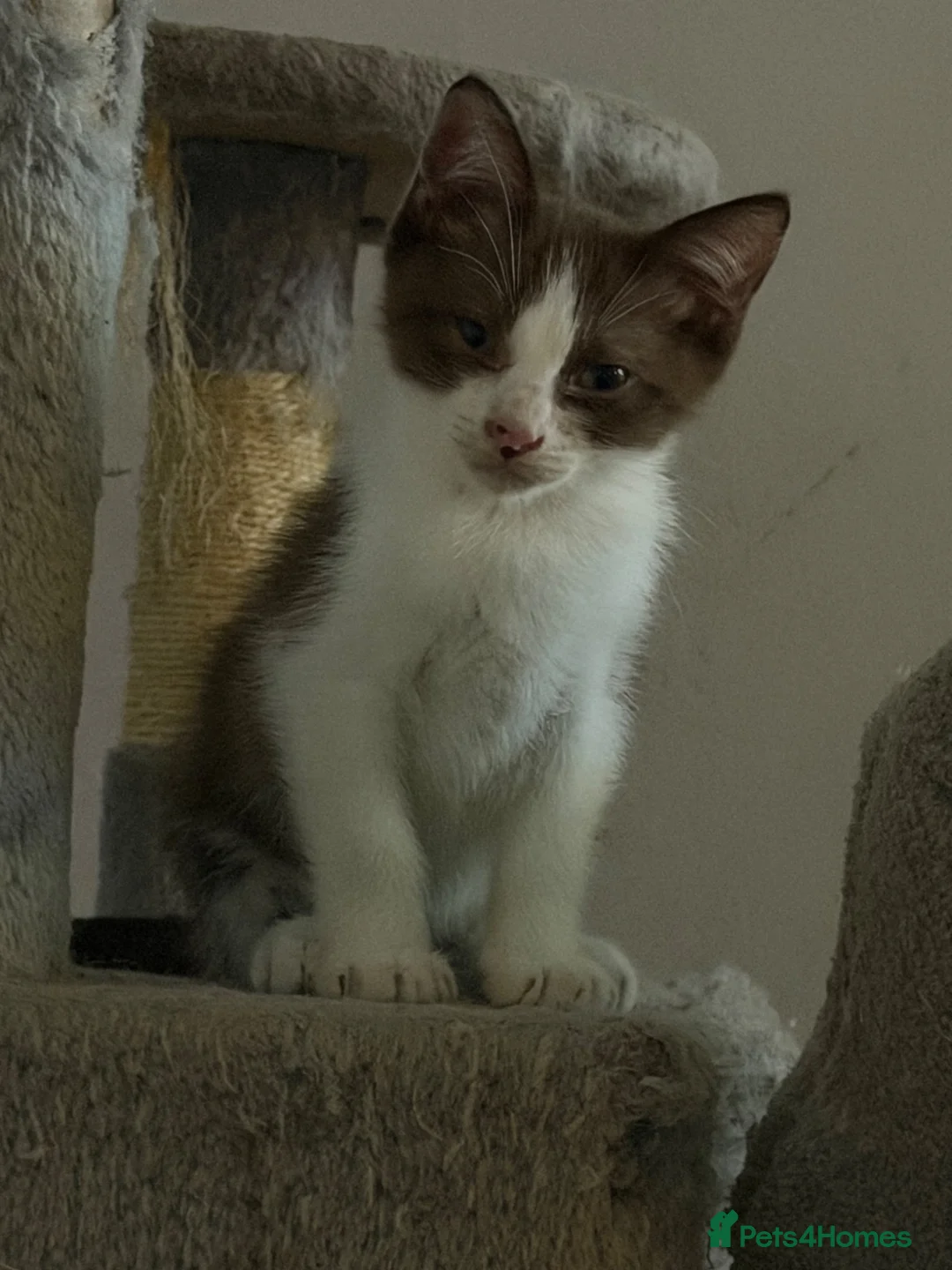 Mixed Breed cats for sale: Ragdoll/sphynx mix kitten  - Advert 7