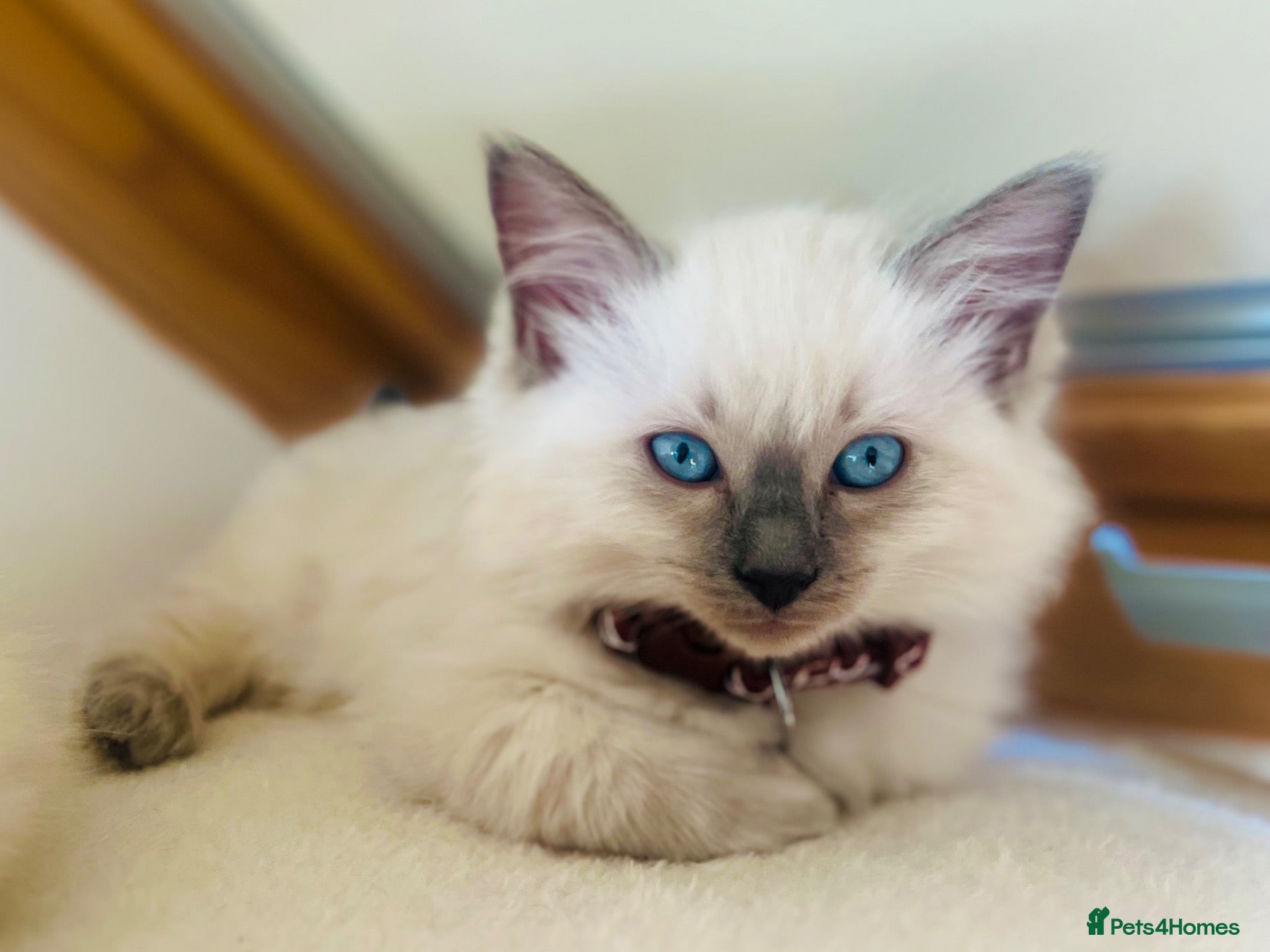 Ragdoll cats for sale: Beautiful ragdoll kittens blue and mitted - Advert 4