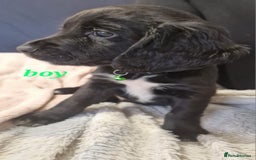 Sprocker dogs for sale: Sprocker puppies  - Image 11