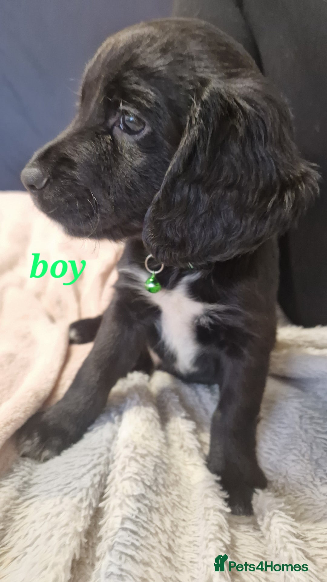 Sprocker dogs for sale: Sprocker puppies  - Image 11