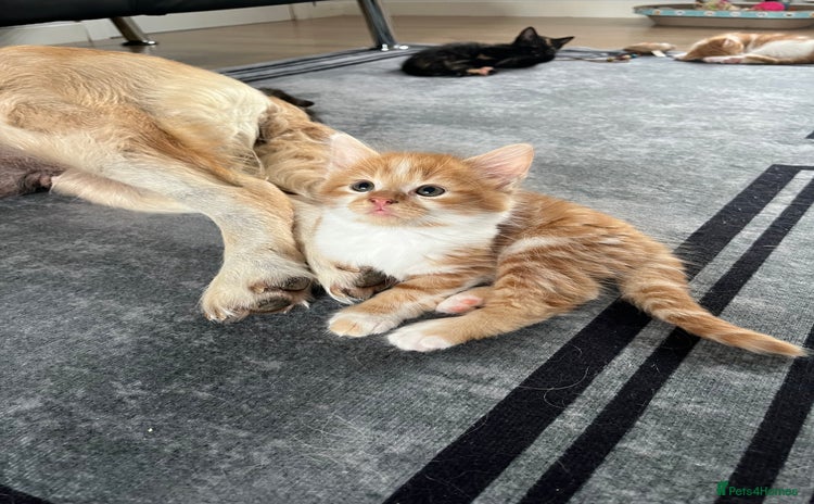 Mixed Breed cats - Advert 12