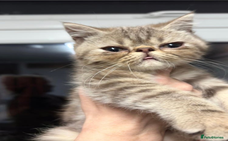 Persian cats - Advert 16