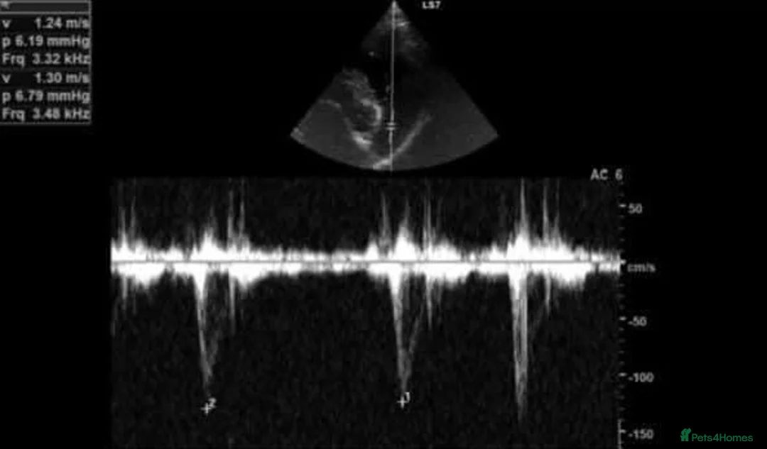 Boxer dogs for stud: Fully Health tested euro / kc reg Boxsanuk Gelso  in Newcastle upon Tyne - Advert 23