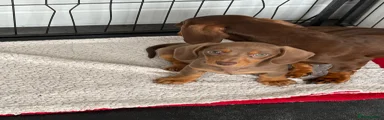 Miniature Dachshund 2