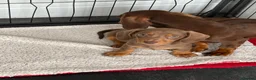 Miniature Dachshund dogs for sale: Miniature Dachshund puppies - Advert 6