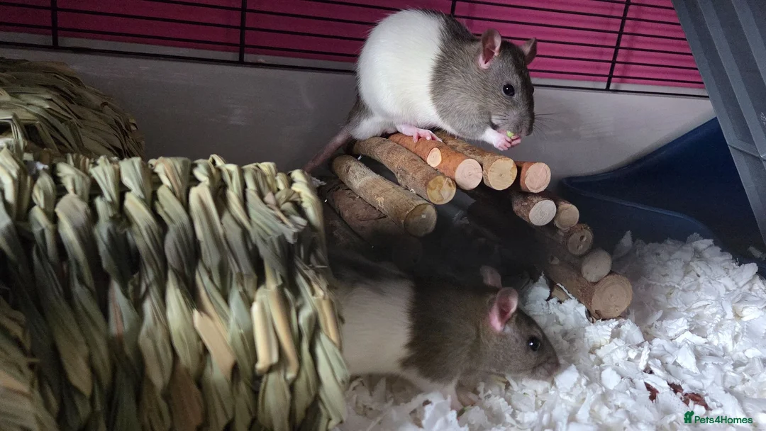Rat rodents for sale: 2 friendly male rats with cage in Newport - Advert 1