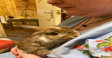 Netherland Dwarf rabbits - Advert 6