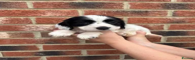 Cocker Spaniel 5