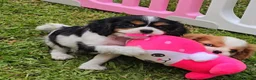 Cavalier King Charles Spaniel dogs for sale: Cavalier King Charles Spaniel Puppies Available - Advert 9
