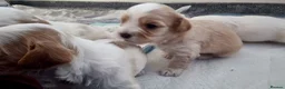 Mixed Breed dogs for sale: Hybrid dogs - Advert 18