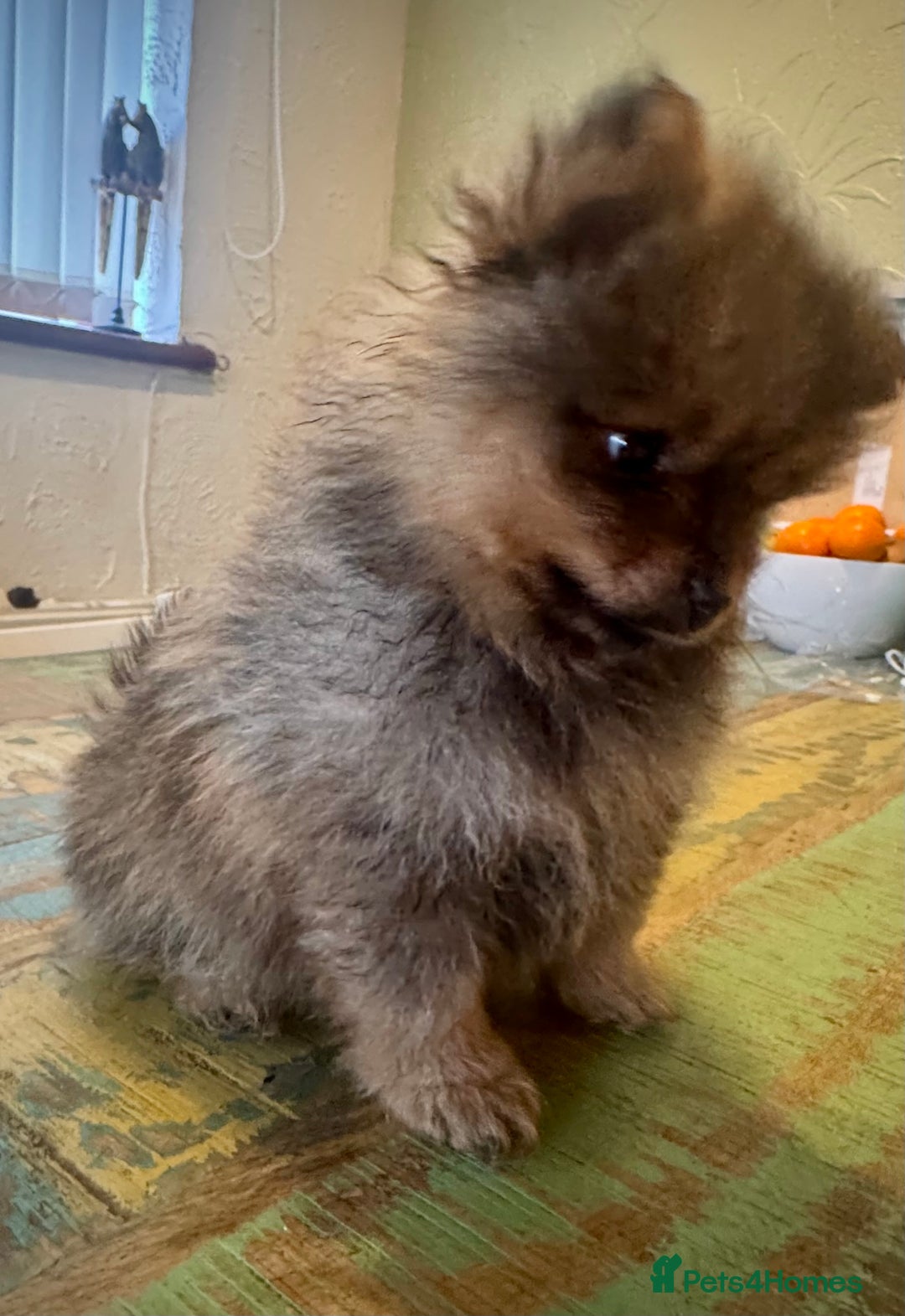 Pomeranian dogs for sale: 2x Gorgeous Pomeranians Boys   - Image 7