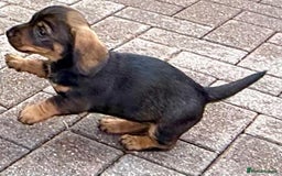 Dachshund dogs for sale: Wire Haired Dachshund 'Teckel' puppies for sale - Image 5