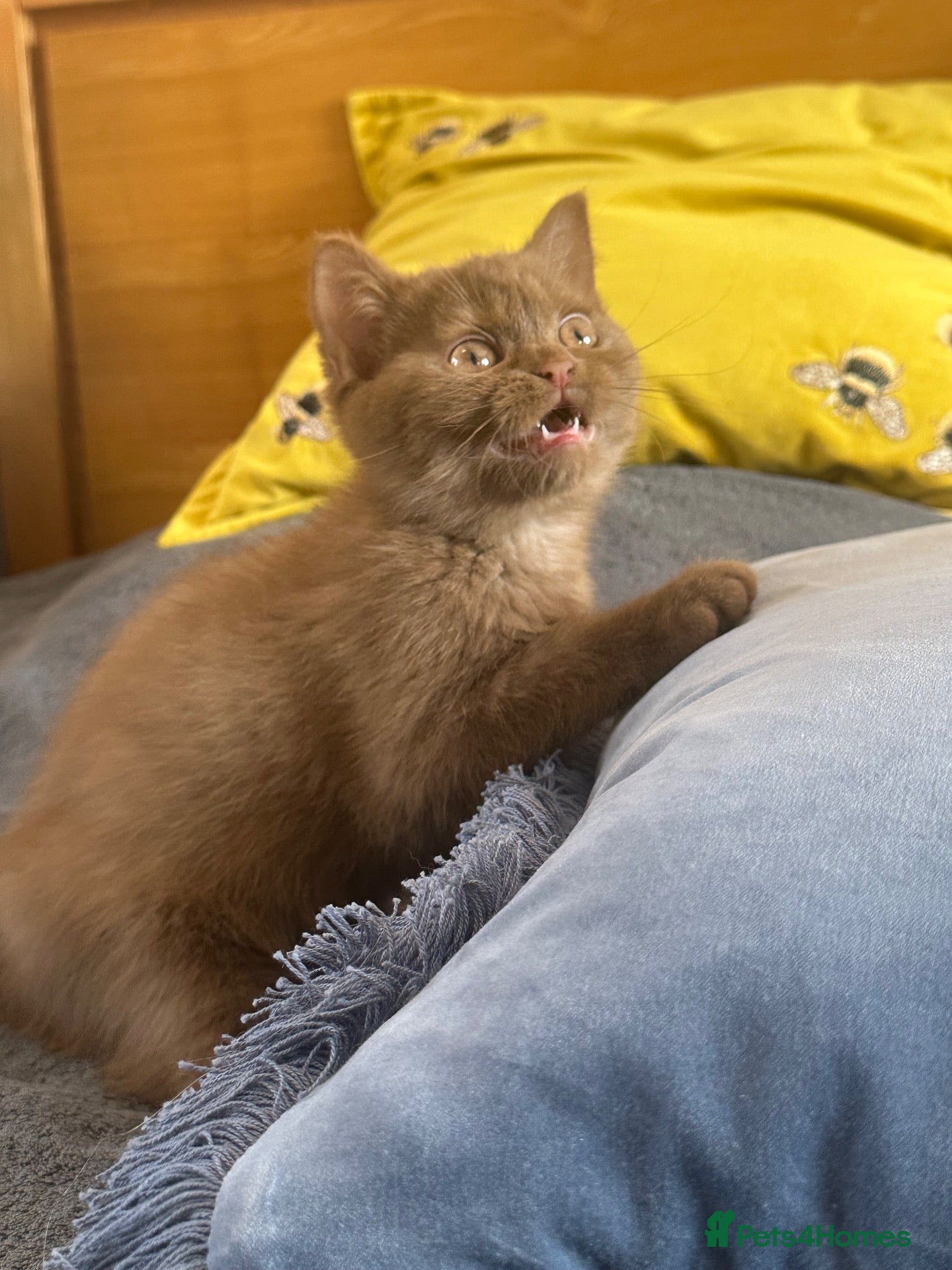 British Shorthair cats Champion British shorthair kittens very rare  - Advert 2