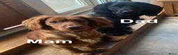 Cocker Spaniel dogs for sale: KC working cocker spaniel puppies! - Advert 2