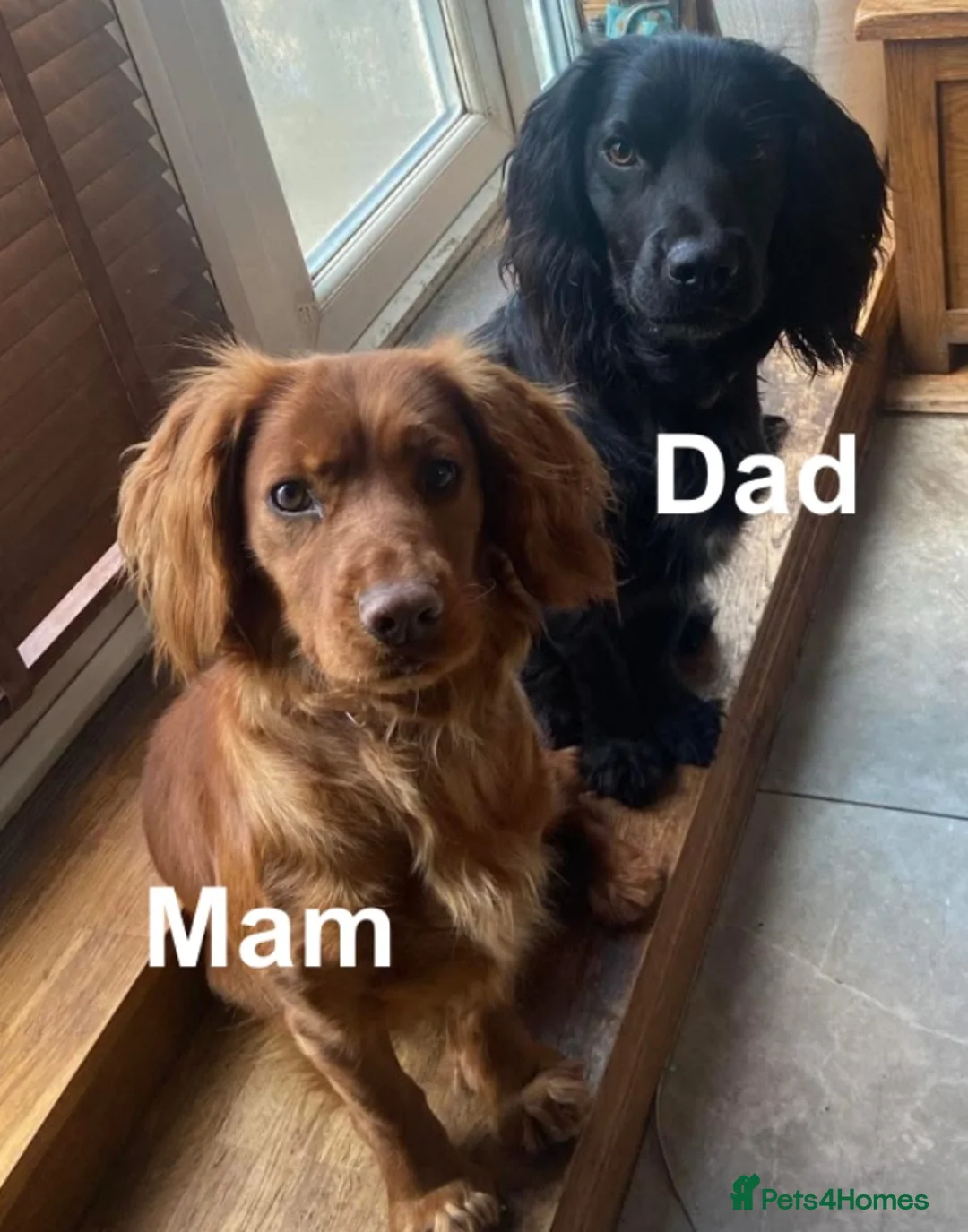 Cocker Spaniel dogs for sale: KC working cocker spaniel puppies! - Advert 2