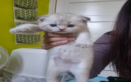 British Shorthair cats for sale: Beautiful Kittens for sale - Image 2