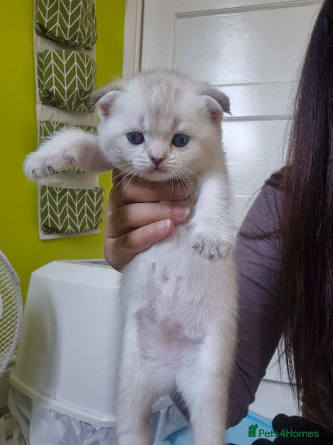 British Shorthair cats for sale: Beautiful Kittens for sale - Image 2