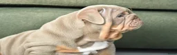 English Bulldog dogs for sale: Like Father Like Son 1 Male pup available in Burnley - Advert 4