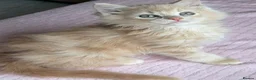 Ragdoll cats for sale: £950 Full pedigree Tica Ready now  - Advert 20