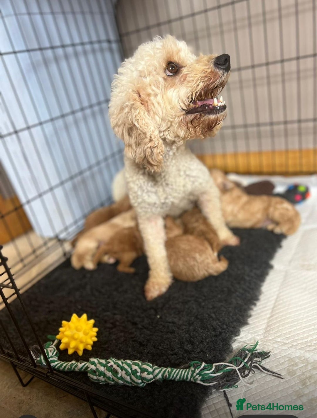 Cockapoo dogs for sale: Quality Cockapoo Puppies - Advert 16