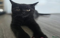 Mixed Breed cats for sale: BSH and Tuxedo Mix - Image 4