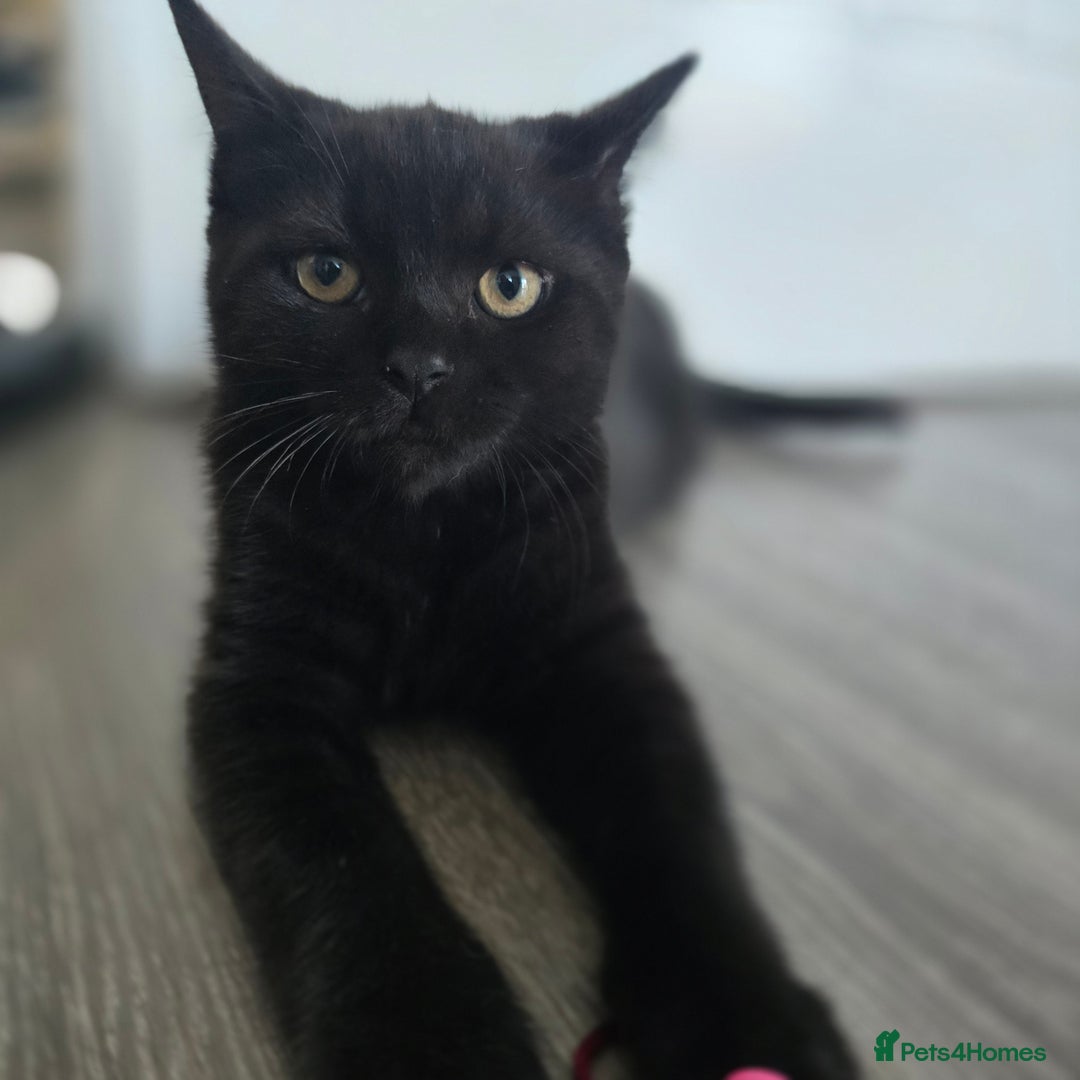Mixed Breed cats for sale: BSH and Tuxedo Mix - Image 4
