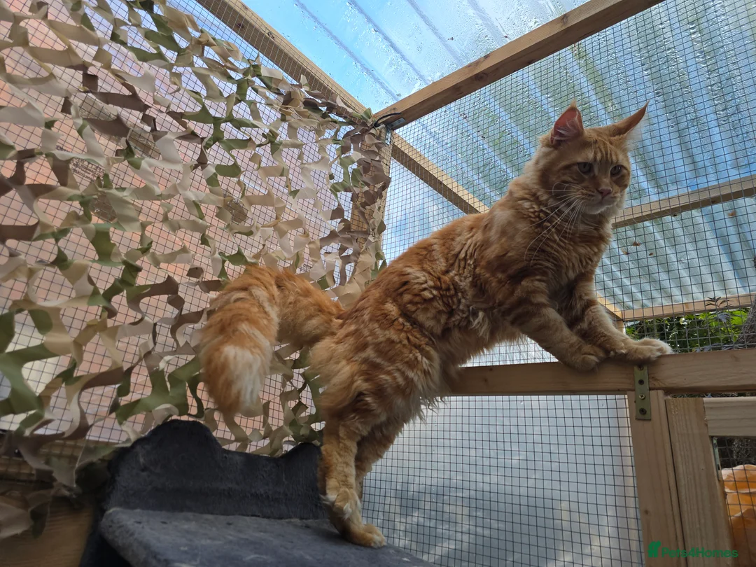 Maine Coon cats for stud: Maine Coon Large Red Tabby over 10kg in Hull - Advert 4