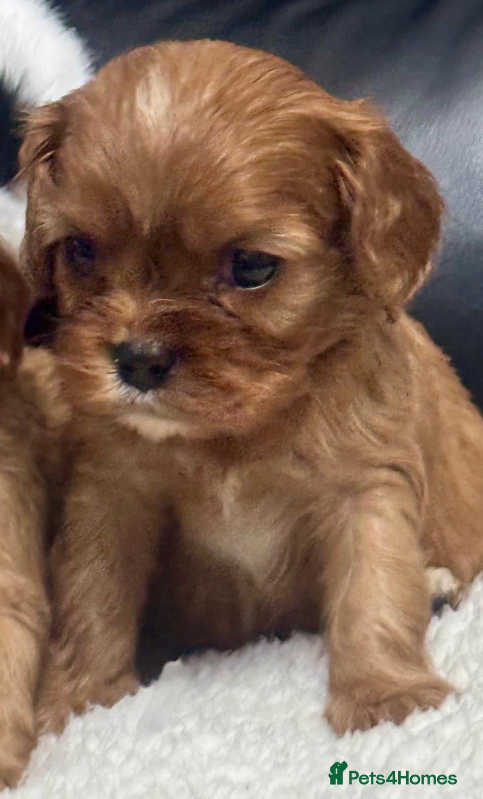 Cavalier King Charles Spaniel dogs Ready now Cavalier King Charles puppies - Advert 17