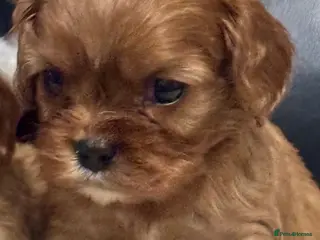 Cavalier King Charles Spaniel dogs Ready now Cavalier King Charles puppies - Advert 17