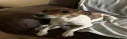 Patterjack dogs for sale: Patterjacks  - Advert 1
