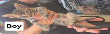 Mixed Breed 3