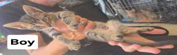 Mixed Breed cats for sale: 3 boys 2 girls kittens  - Advert 5