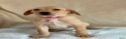 Labrador Retriever dogs for sale: 6 beautiful lab girls (one girl left!) - Advert 6