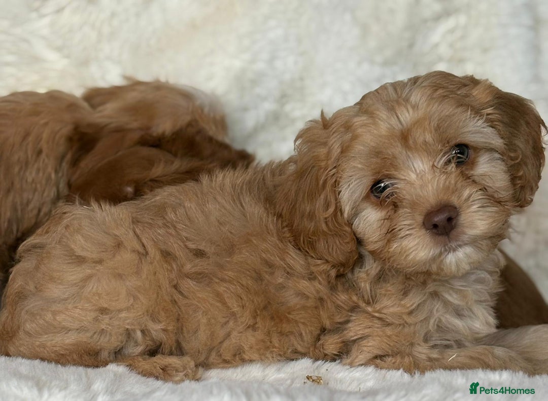 Cavapoo dogs for sale: Beautiful cavapoos - Image 18