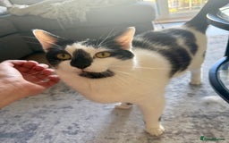 Domestic Shorthair cats for sale: Free to a good home  - Image 2