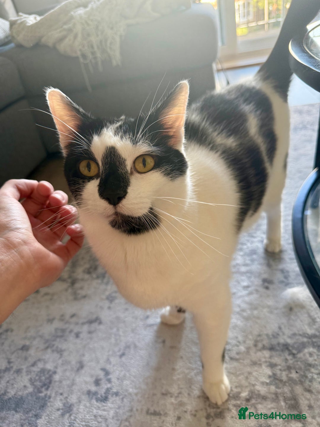 Domestic Shorthair cats for sale: Free to a good home  - Image 2