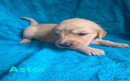 Goldador dogs for sale: Goldador Puppy 5 - Kitanas puppies  - Image 18