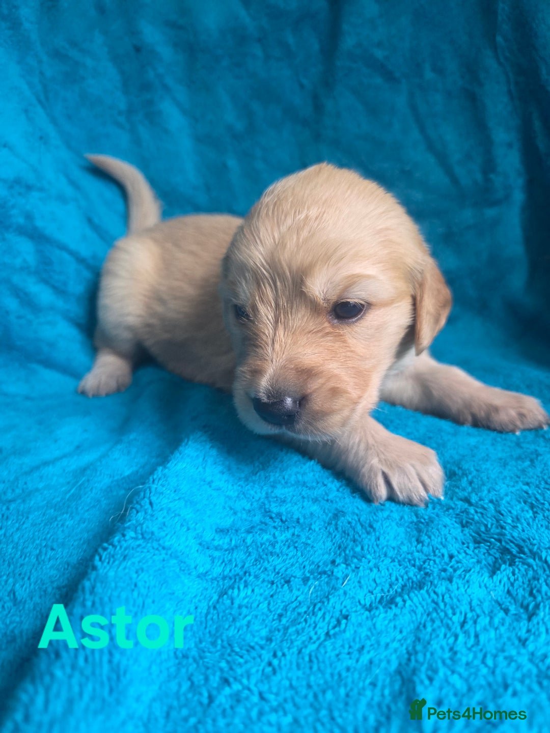 Goldador dogs for sale: Goldador Puppy 5 - Kitanas puppies  - Image 18